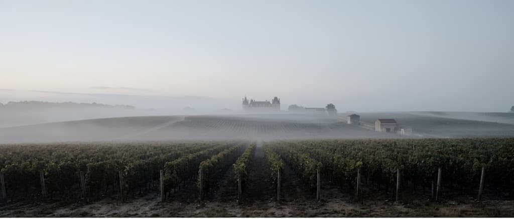 Vineyard rows at dawn with mist and a chateau in the distance